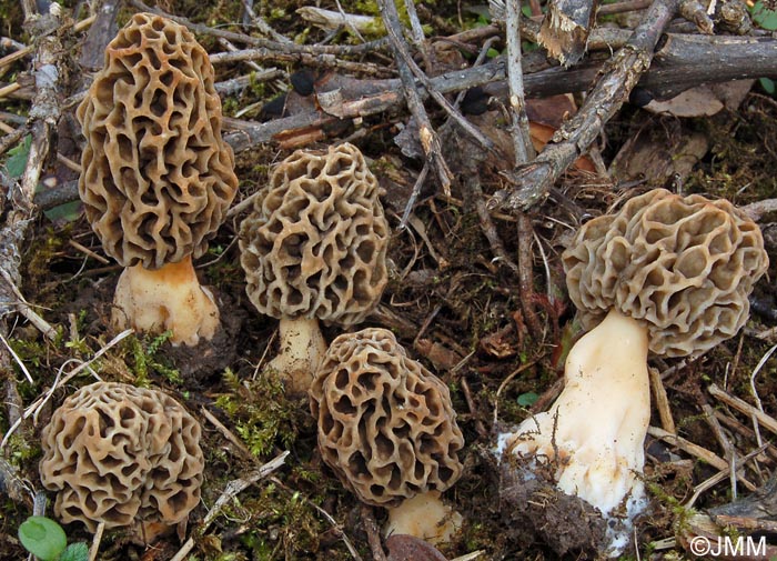 Morchella vulgaris = Morchella spongiola = Morchella esculenta var. vulgaris