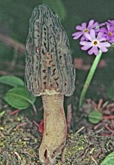 Morchella pulchella