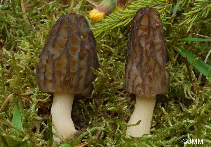 Morchella purpurascens