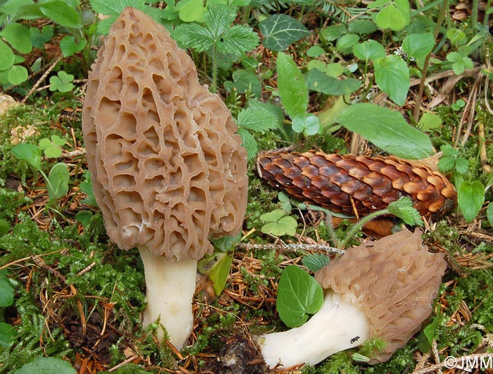 Morchella purpurascens