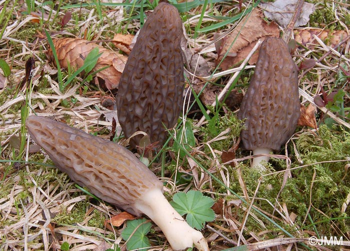 Morchella purpurascens