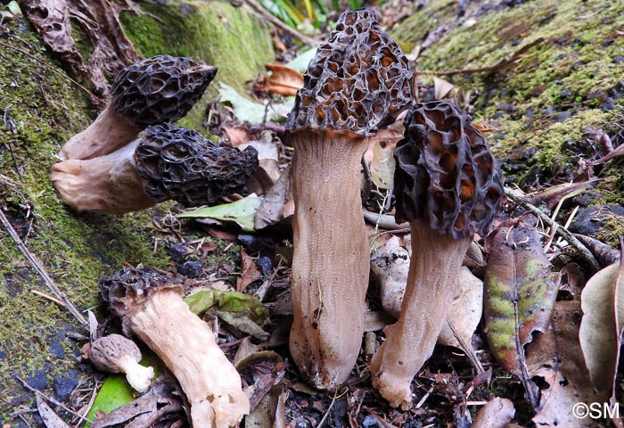 Morchella purpurascens