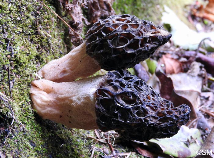 Morchella purpurascens