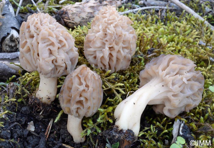 Morchella purpurascens