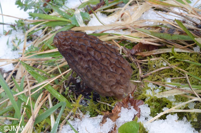 Morchella purpurascens