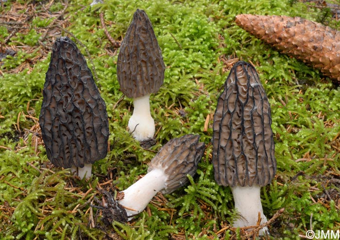 Morchella purpurascens