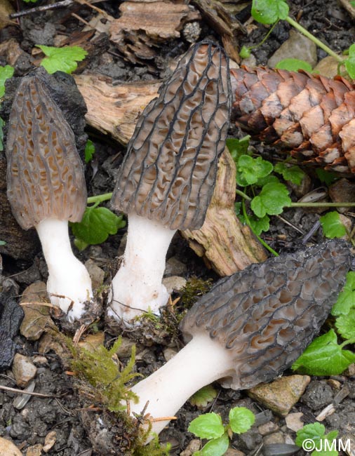 Morchella purpurascens