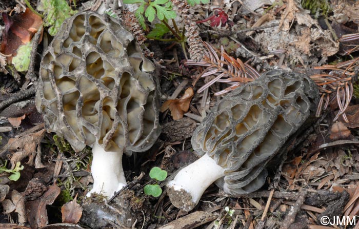 Morchella purpurascens