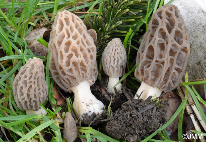 Morchella purpurascens