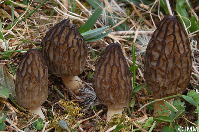 Morchella purpurascens