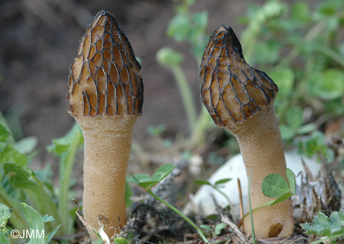 Morchella purpurascens