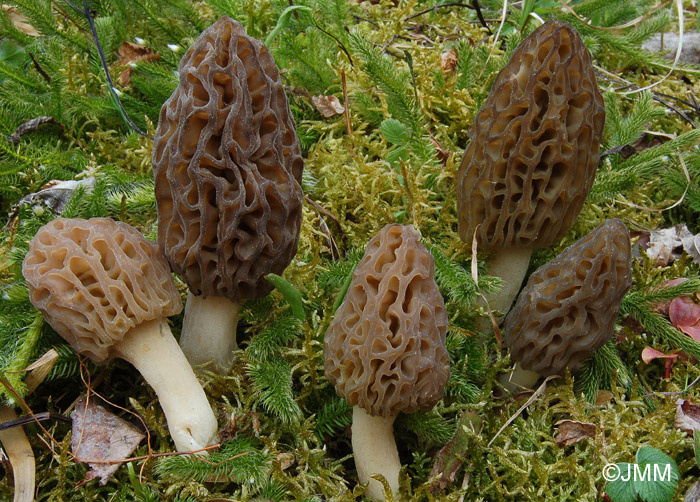 Morchella purpurascens