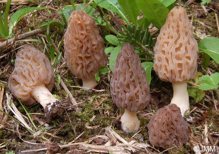 Morchella purpurascens