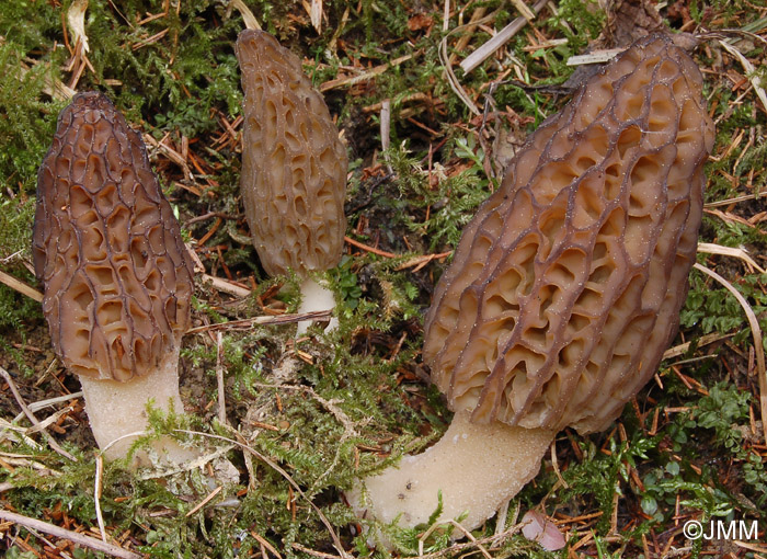 Morchella purpurascens