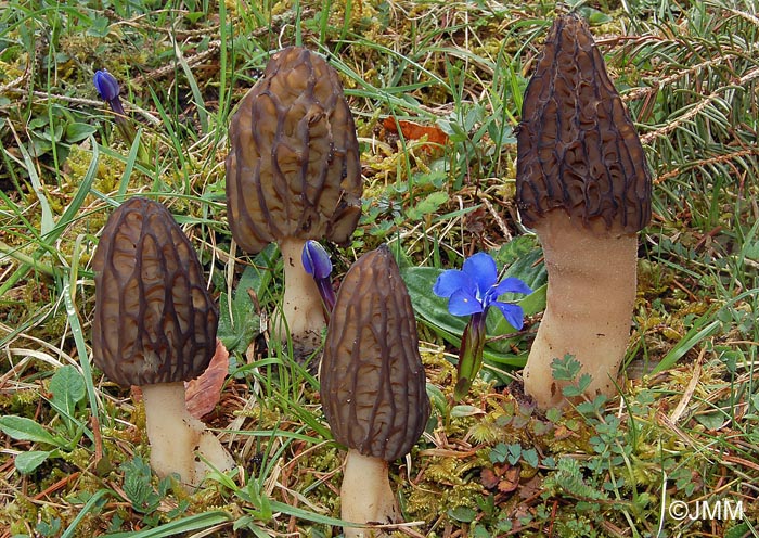 Morchella purpurascens