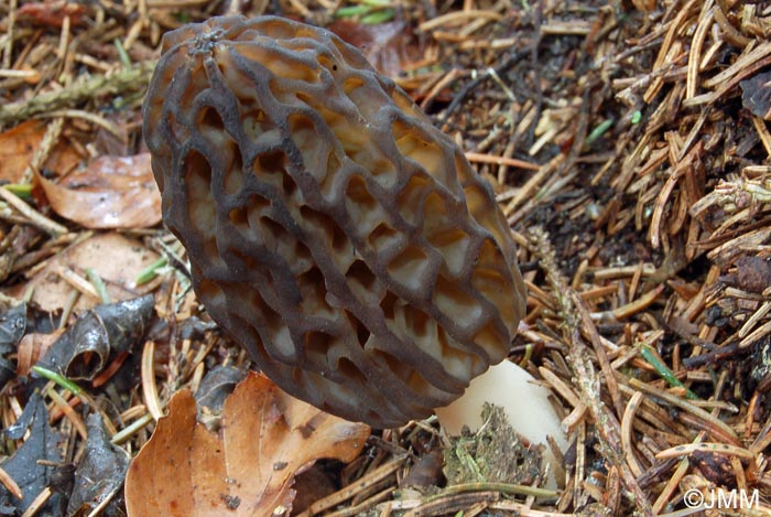 Morchella purpurascens