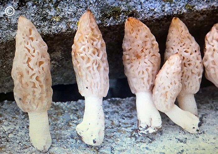 Morchella purpurascens f. blanche