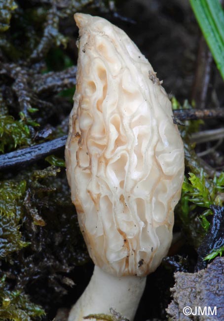 Morchella purpurascens forme blanche