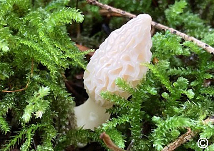 Morchella purpurascens forme blanche