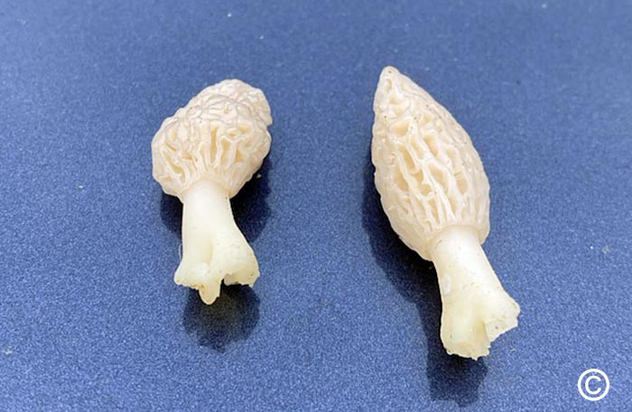 Morchella purpurascens forme blanche