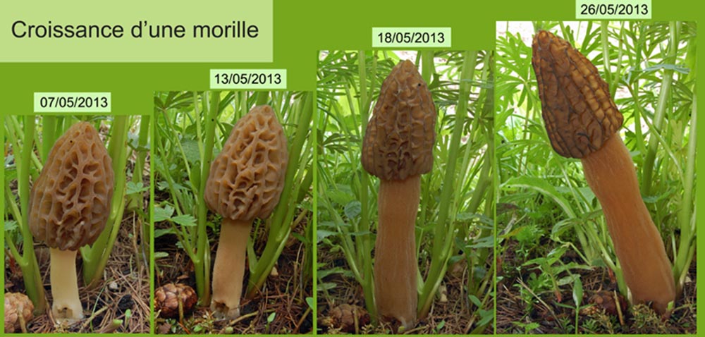 Morchella purpurascens