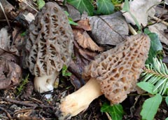 Morchella purpurascens