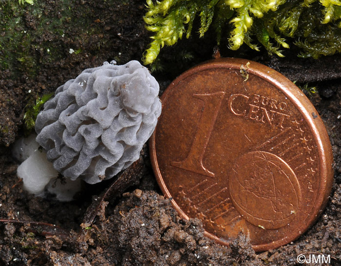 Morchella purpurascens