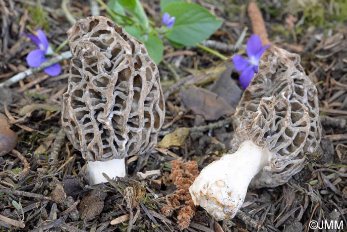 Morchella purpurascens