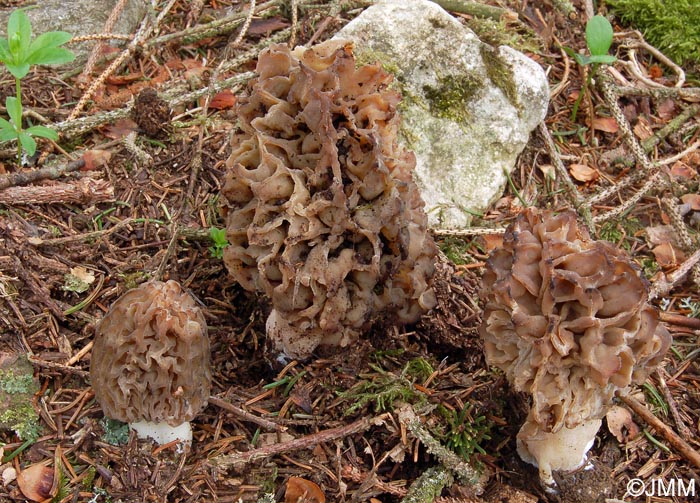 Morchella purpurascens