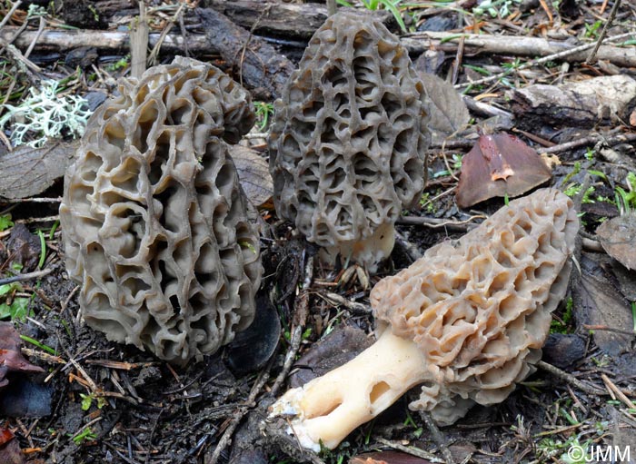 Morchella purpurascens