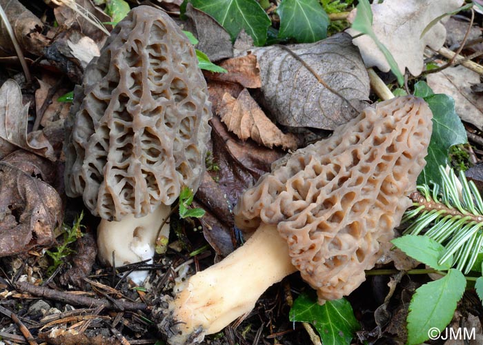 Morchella purpurascens