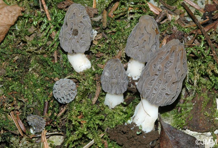 Morchella purpurascens