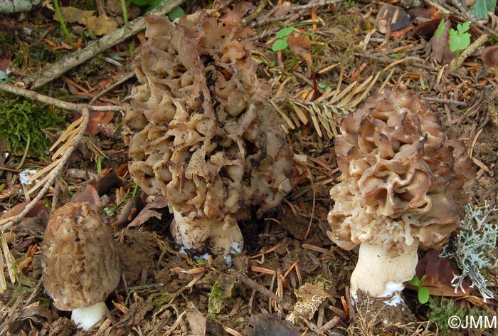 Morchella purpurascens