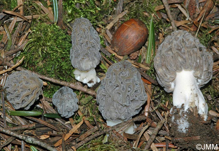 Morchella purpurascens