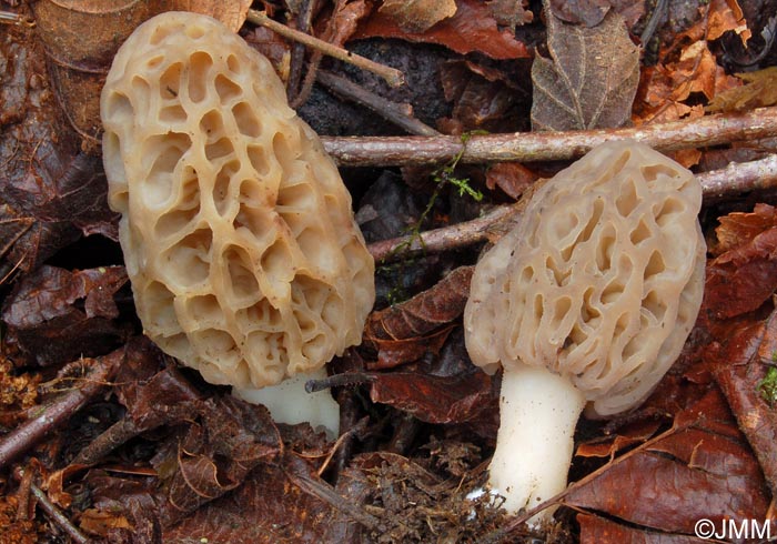 Morchella purpurascens