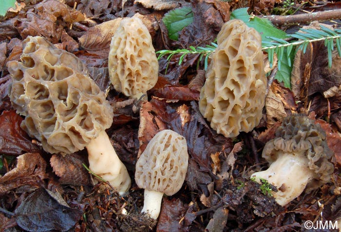 Morchella purpurascens