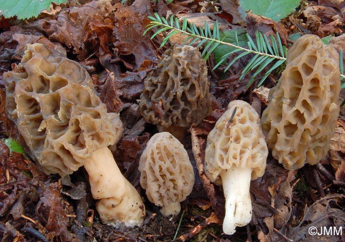 Morchella purpurascens