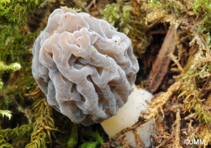 Morchella purpurascens