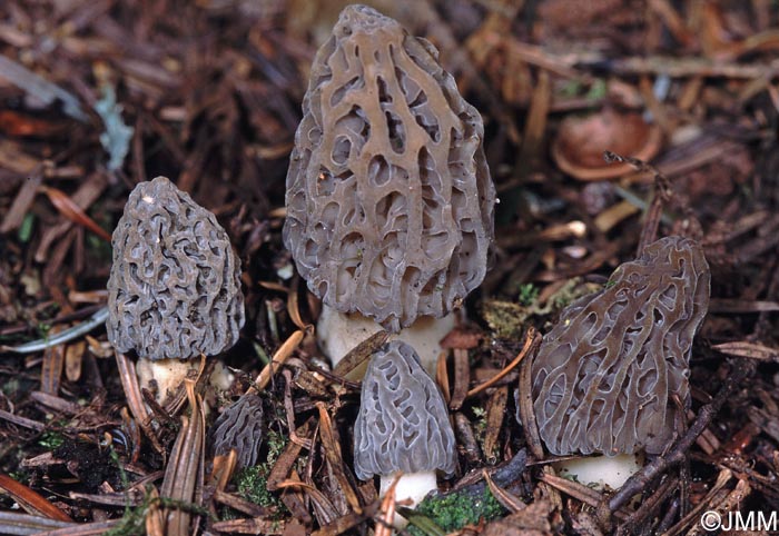 Morchella purpurascens