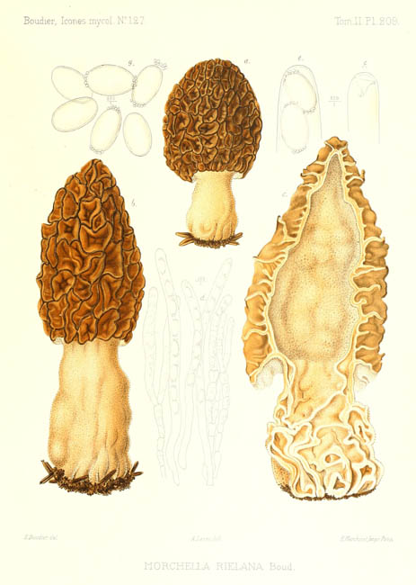 Morchella rielana : planche originale de Boudier