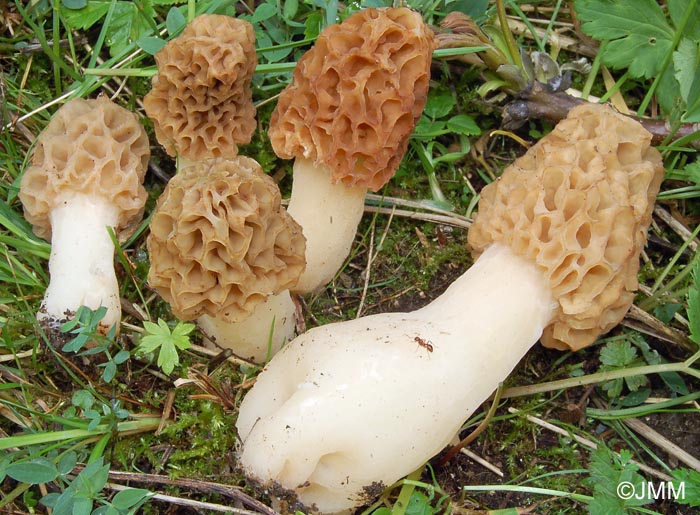 Morchella esculenta = Morchella rotunda