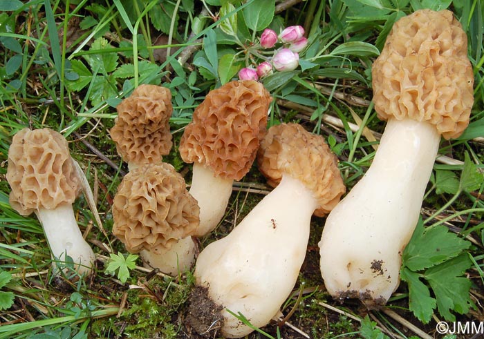 Morchella esculenta = Morchella rotunda