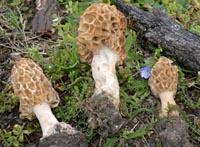 Morchella americana