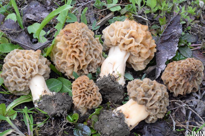 Morchella esculenta = Morchella rotunda = Morchella esculenta var. rotunda