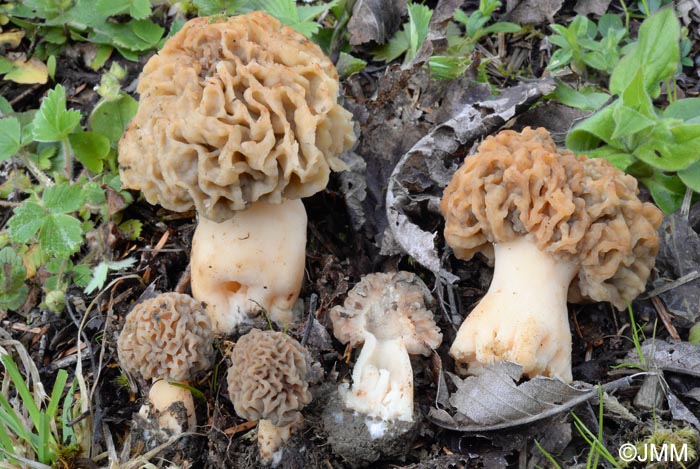 Morchella esculenta = Morchella rotunda = Morchella esculenta var. rotunda