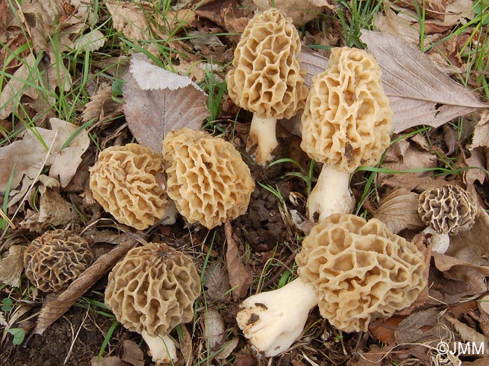 Morchella esculenta = Morchella rotunda = Morchella esculenta var. rotunda