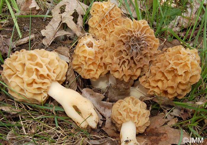 Morchella esculenta = Morchella rotunda = Morchella esculenta var. rotunda