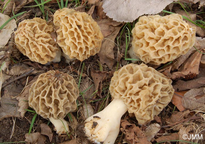 Morchella esculenta = Morchella rotunda = Morchella esculenta var. rotunda