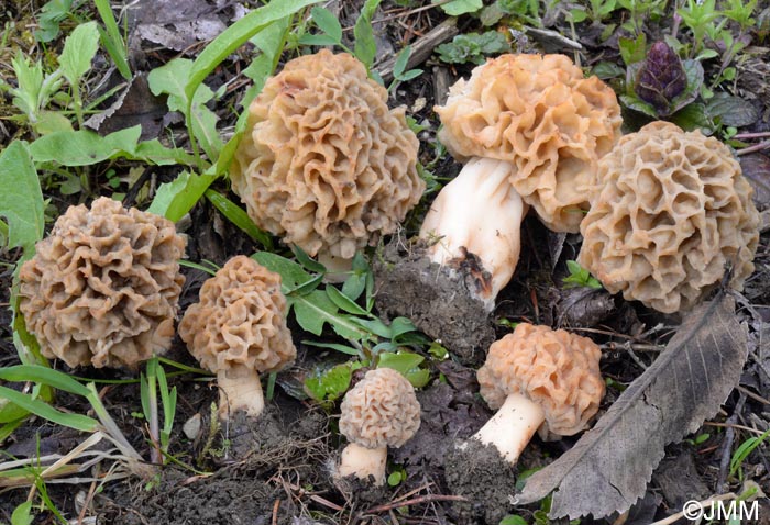 Morchella esculenta = Morchella rotunda = Morchella esculenta var. rotunda