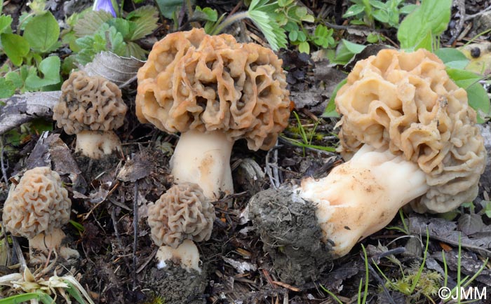 Morchella esculenta = Morchella rotunda = Morchella esculenta var. rotunda